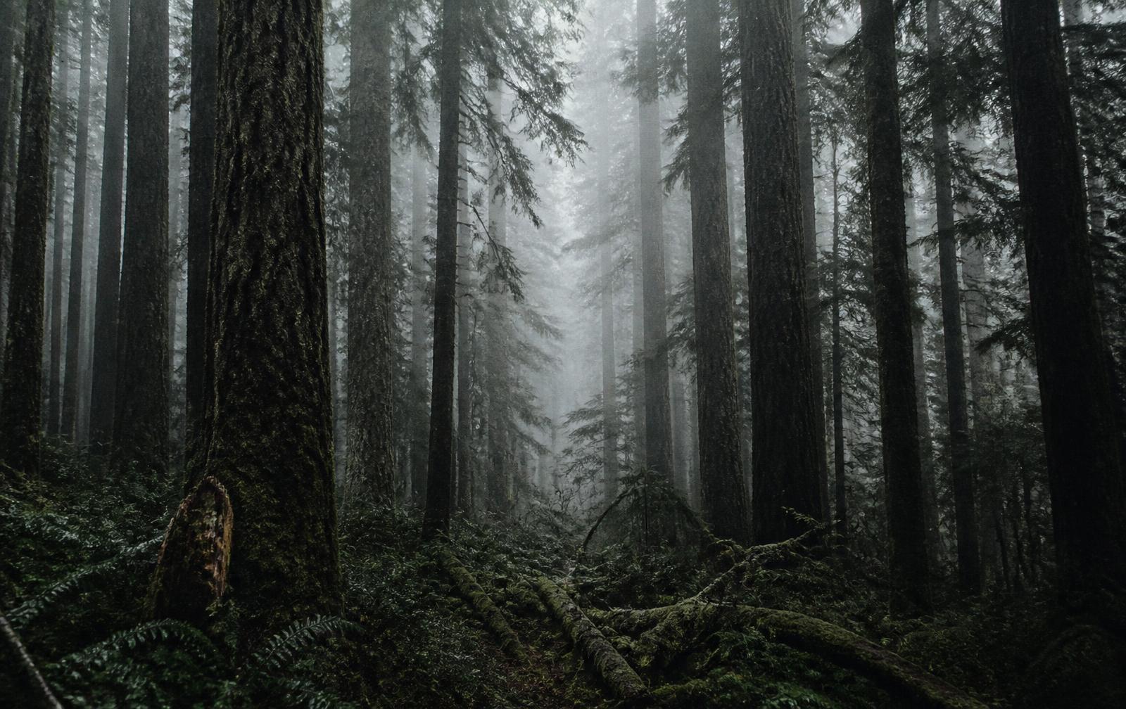 Fog drifting through dark old-growth evergreen forest in the Pacific Northwest