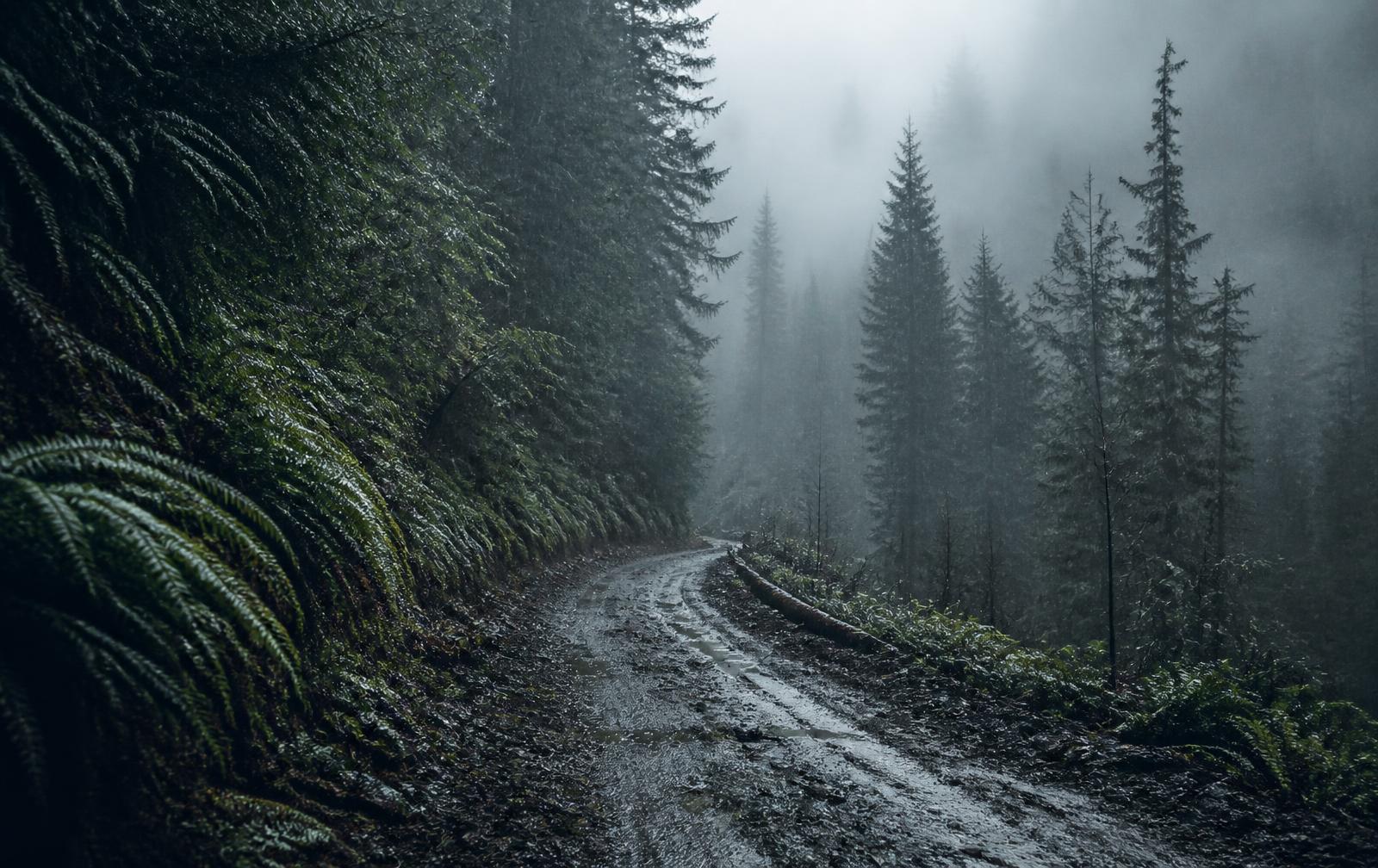Muddy forest trail in the rain surrounded by ferns and evergreens near Portland, Oregon